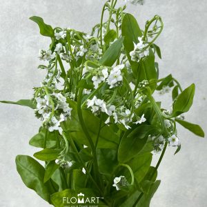 Myosotis Polaris