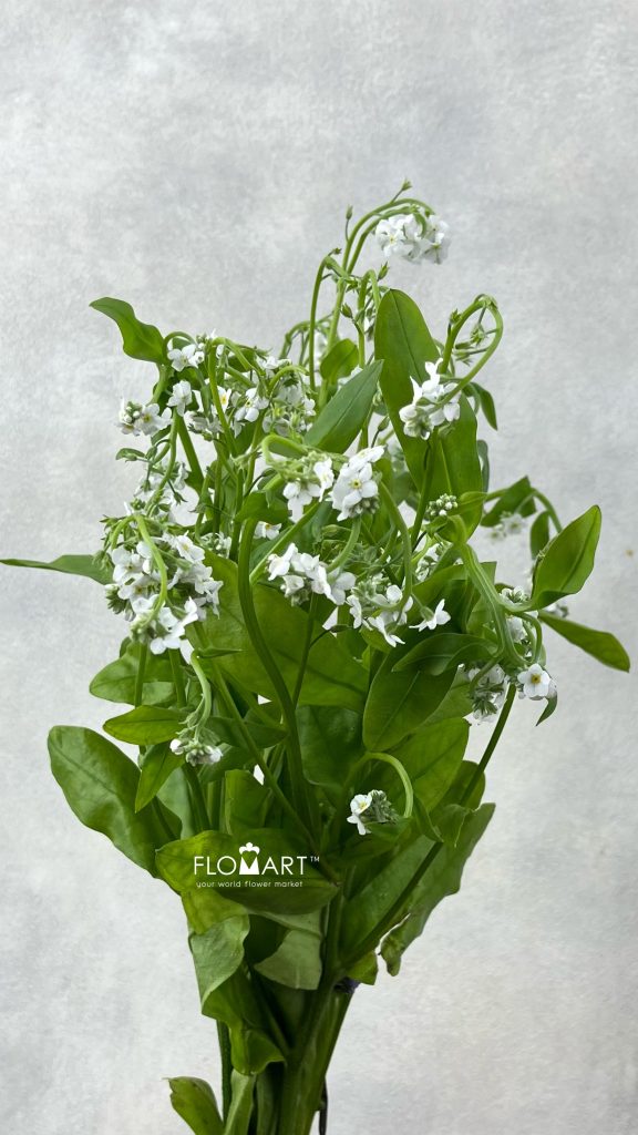 Myosotis Polaris