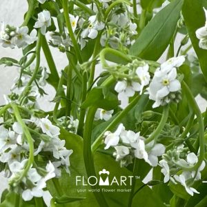 Myosotis Polaris - Image 2