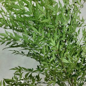 Nandina Domestica Green