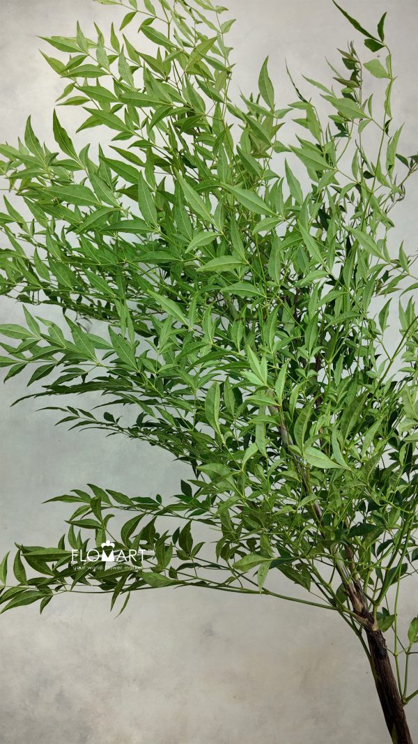 Nandina Domestica Green