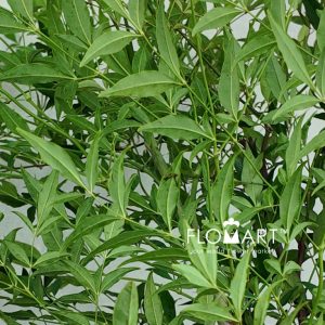 Nandina Domestica Green - Image 2