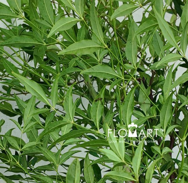 Nandina Domestica Green
