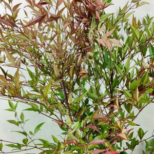 Nandina Domestica Red