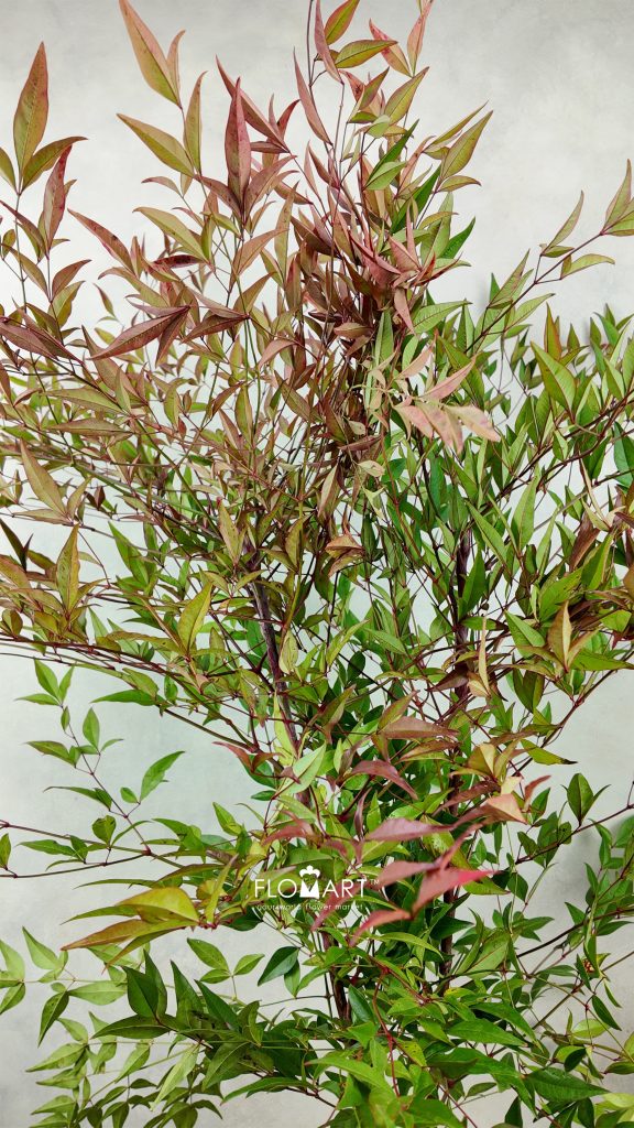 Nandina Domestica Red