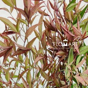 Nandina Domestica Red - Image 2