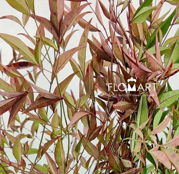 Nandina Domestica Red