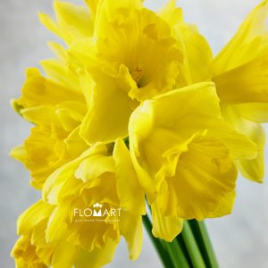Narcis Carlton