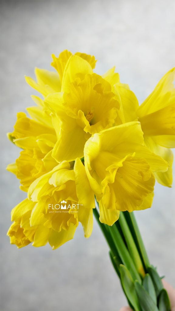 Narcis Carlton