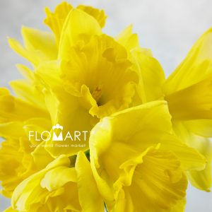 Narcis Carlton - Image 2