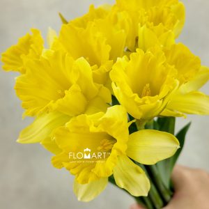 Narcis Dutch Master