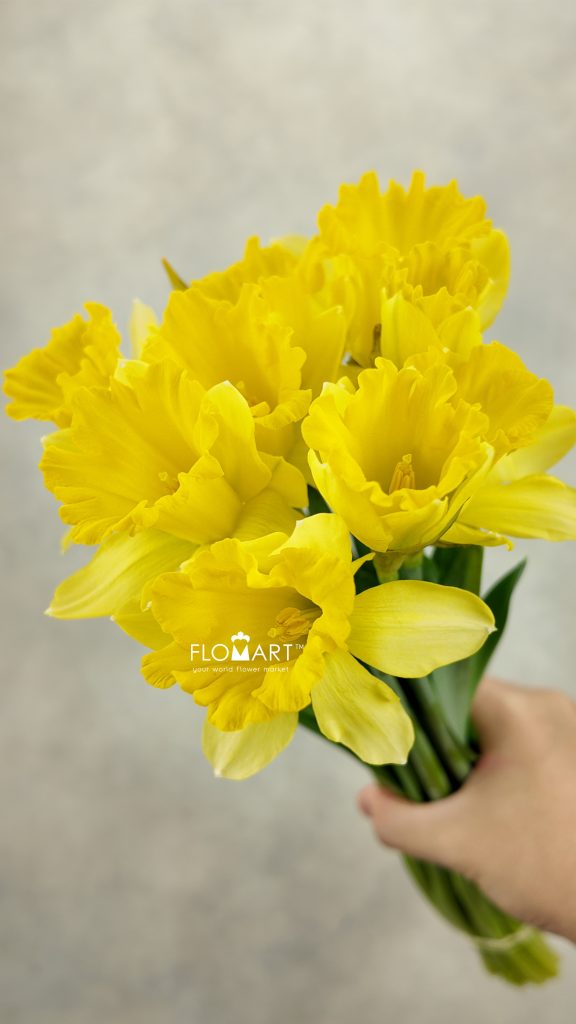 Narcis Dutch Master