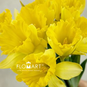 Narcis Dutch Master - Image 2