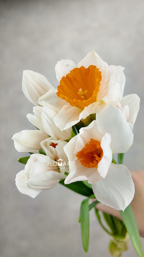 Narcis Johan Strauss