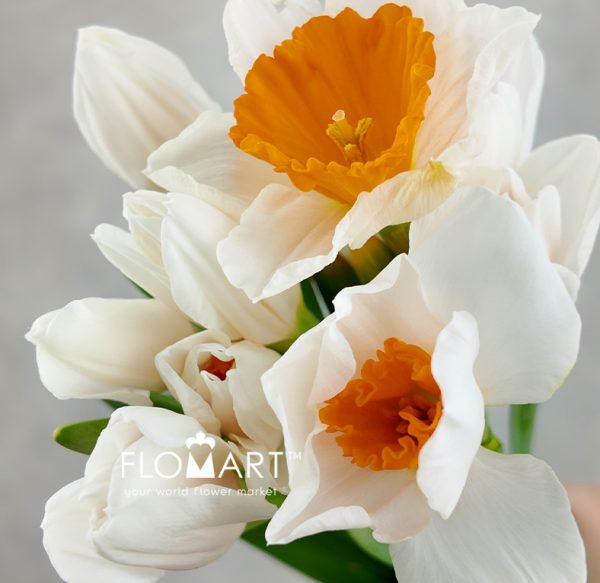 Narcis Johan Strauss