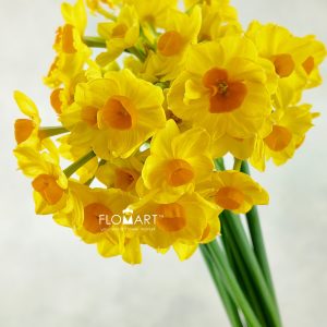 Narcis Soleil Spray