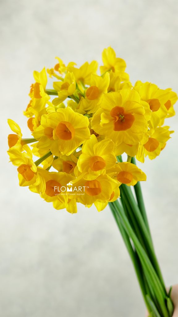 Narcis Soleil Spray
