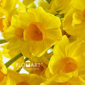 Narcis Soleil Spray - Image 2