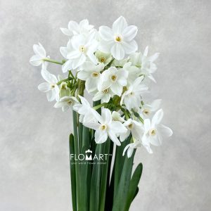 Narcis Ziva Paper White