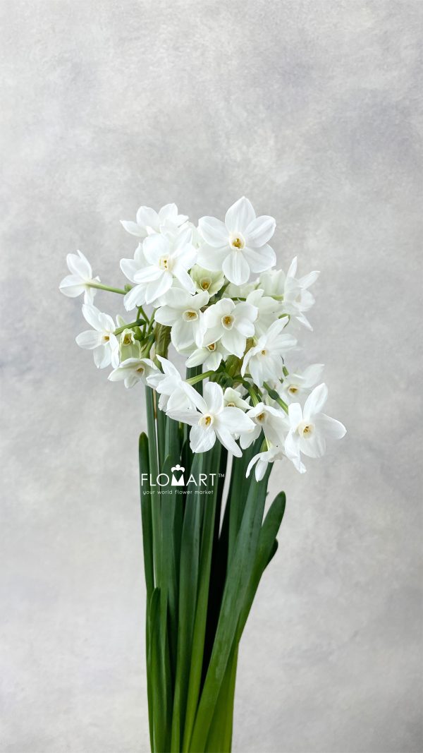 Narcis Ziva Paper White