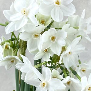 Narcis Ziva Paper White - Image 2