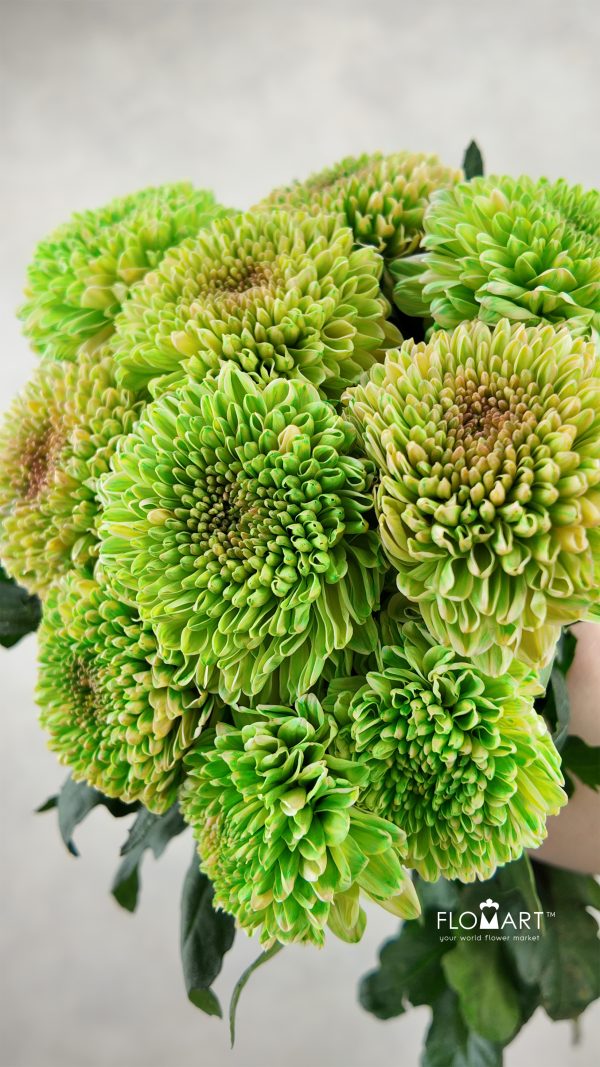 Neferti Dyed Green Frape