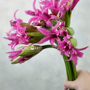 Nerine Amarine bd Aphrodite