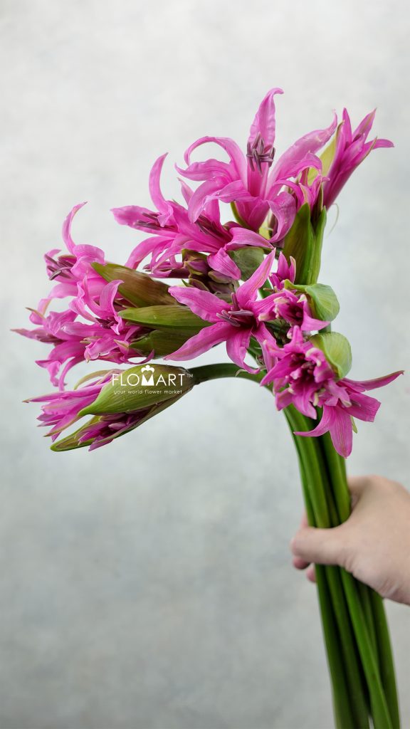 Nerine Amarine bd Aphrodite