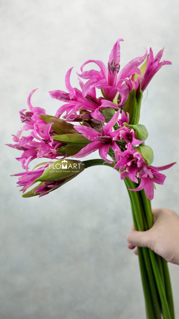 Nerine Amarine bd Aphrodite