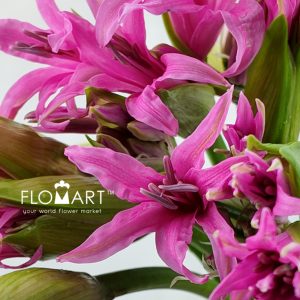 Nerine Amarine bd Aphrodite - Image 2