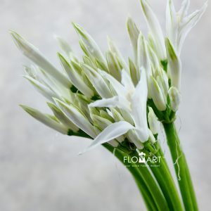 Nerine Bianca Perla