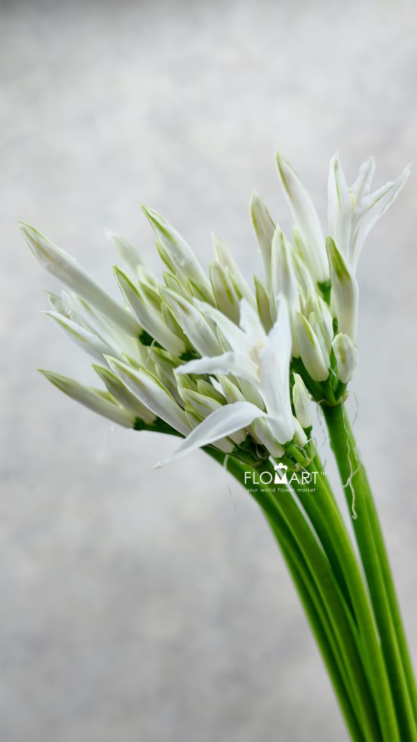Nerine Bianca Perla