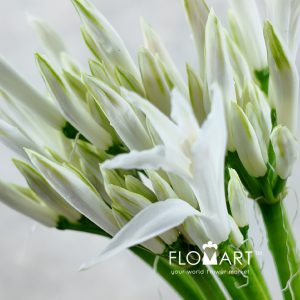Nerine Bianca Perla - Image 2