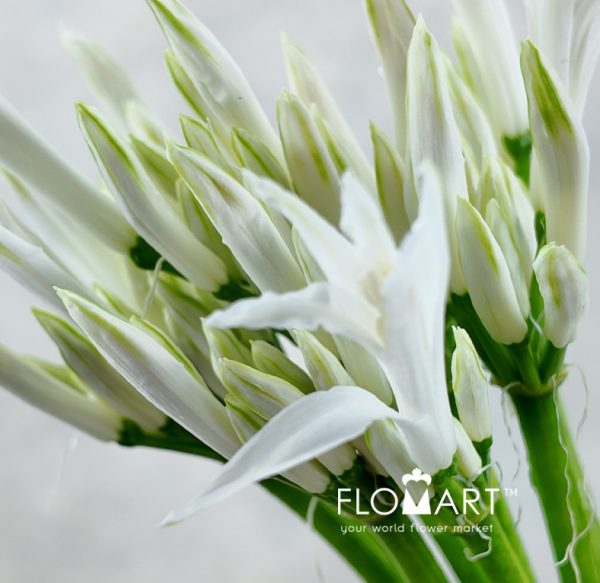 Nerine Bianca Perla