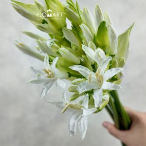 Nerine Bowdeni Biancaneve