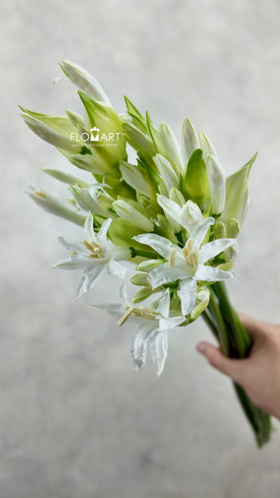 Nerine Bowdeni Biancaneve