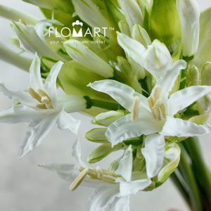 Nerine Bowdeni Biancaneve - Image 2