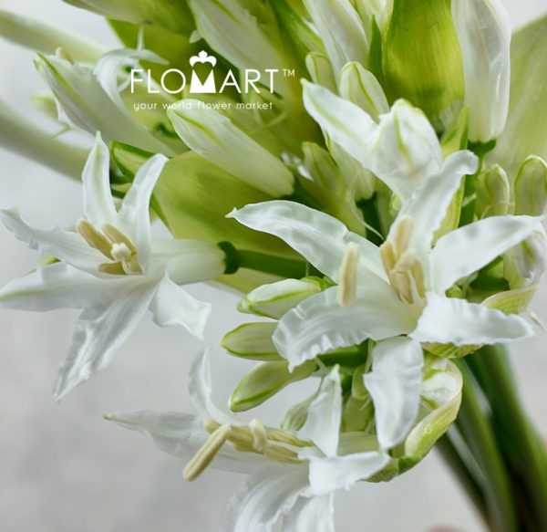 Nerine Bowdeni Biancaneve