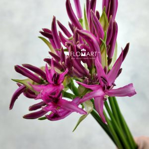 Nerine Bowdeni Favoriet