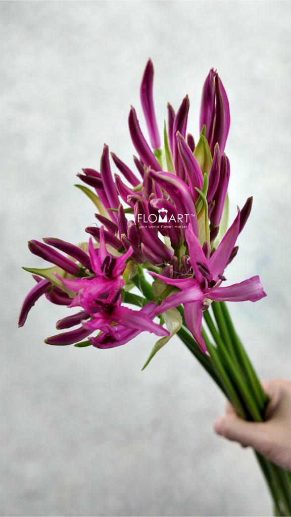 Nerine Bowdeni Favoriet