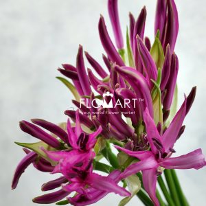 Nerine Bowdeni Favoriet - Image 2