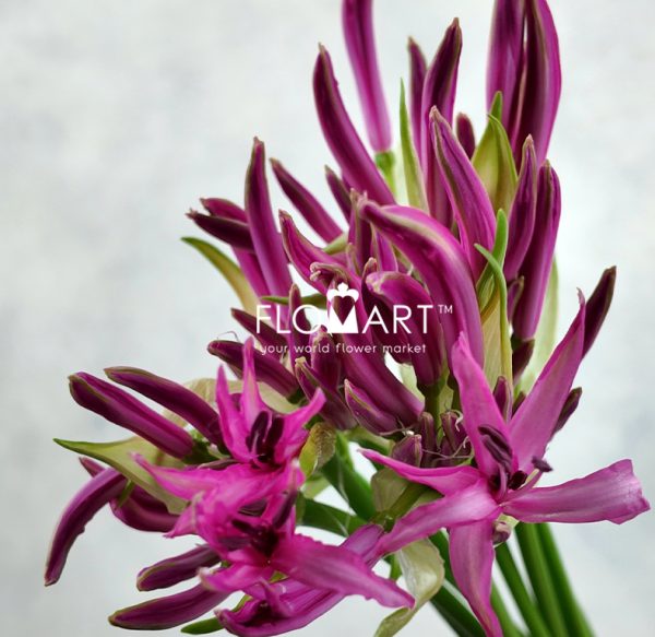 Nerine Bowdeni Favoriet