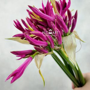 Nerine Bowdeni Ras Van Roon