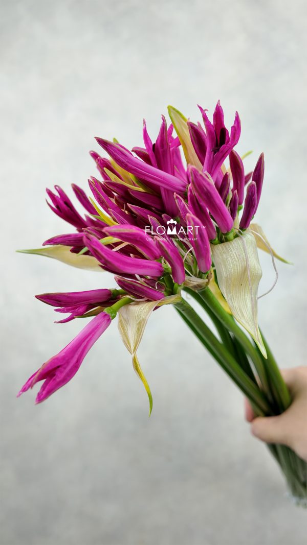 Nerine Bowdeni Ras Van Roon