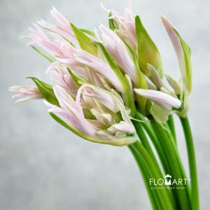 Nerine Bowdeni Sof