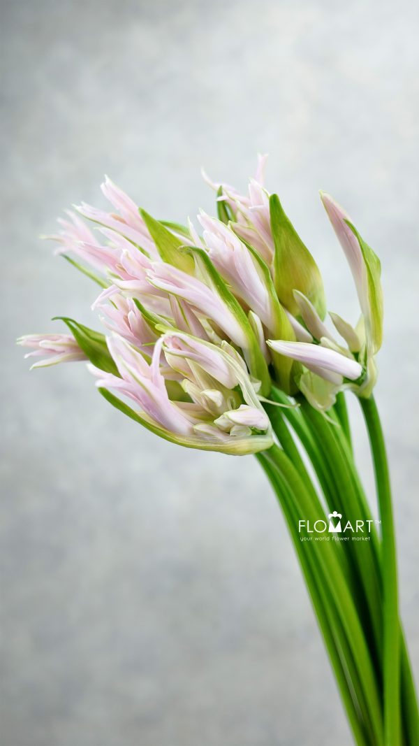 Nerine Bowdeni Sof