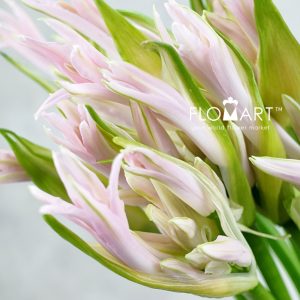 Nerine Bowdeni Sof - Image 2