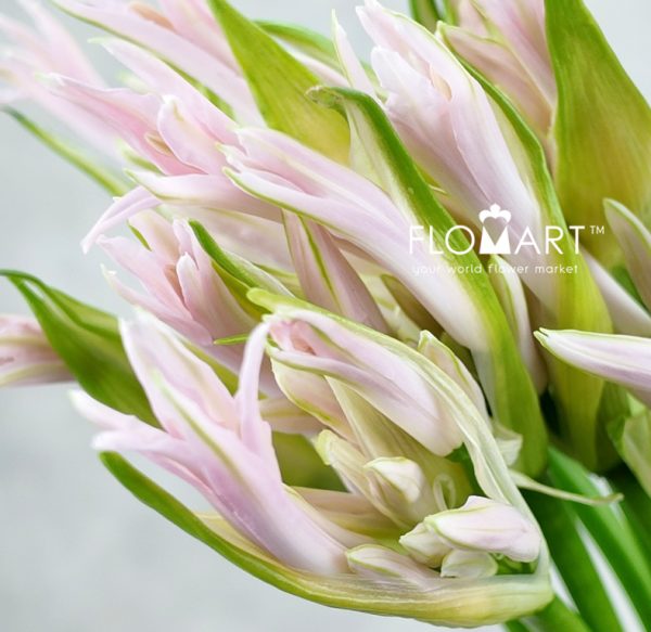 Nerine Bowdeni Sof