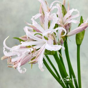 Nerine Bowdeni Sofi