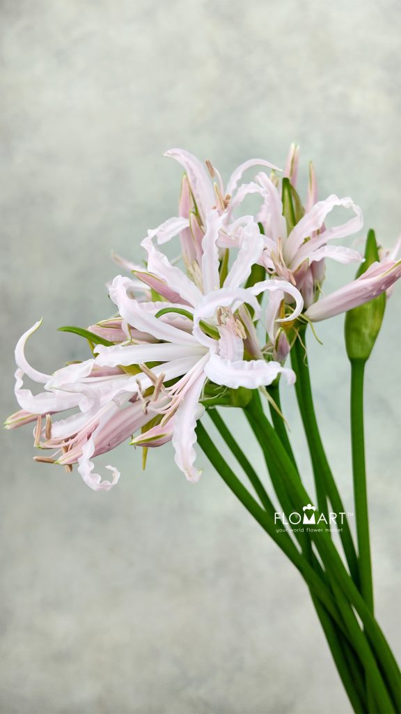 Nerine Bowdeni Sofi